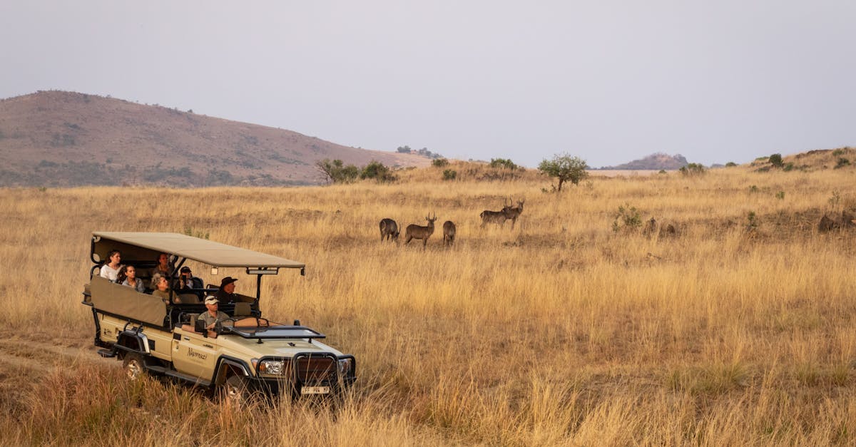 Evening Game Drive